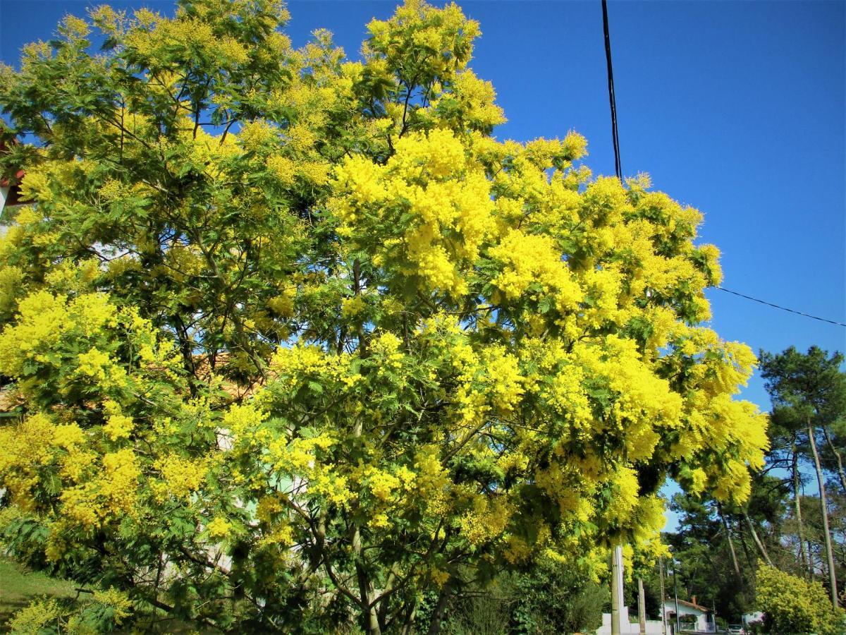 Mer A 200M,,Ds Les Mimosas En Fleur ! Ronce-les-Bains Exterior foto